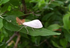 Leuculodes lacteolaria