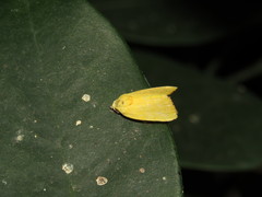 Earias flavida