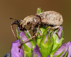 Pandeleteius defectus