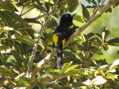 Icterus portoricensis