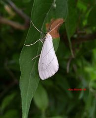 Leuculodes lacteolaria