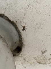 Steatoda nobilis