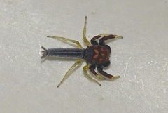 Ceriomura
