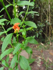 Alonsoa meridionalis