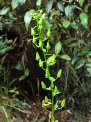 Alonsoa meridionalis