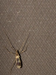 Erioptera venusta