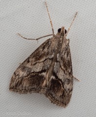 Evergestis subterminalis