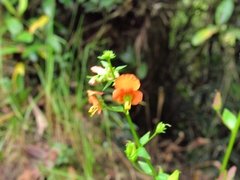 Alonsoa meridionalis