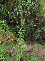 Alonsoa meridionalis