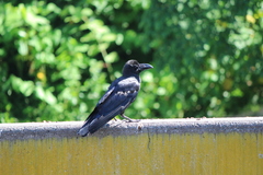 Corvus macrorhynchos