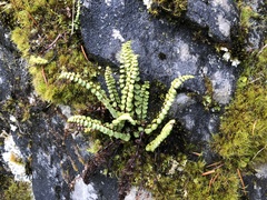 Asplenium adulterinum