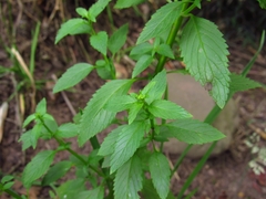 Alonsoa meridionalis