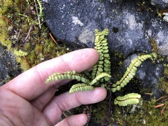 Asplenium adulterinum