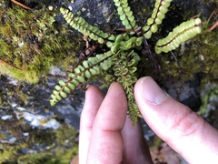 Asplenium adulterinum