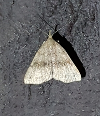 Phalaenostola eumelusalis