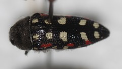 Acmaeodera gibbula