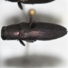 Spectralia cuprescens