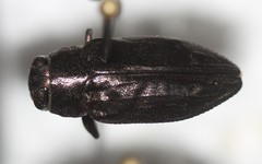 Chrysobothris edwardsii