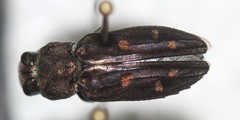 Chrysobothris octocola