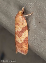 Sparganothis senecionana