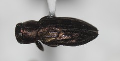 Chrysobothris rossi