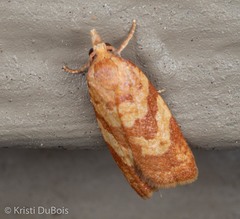 Sparganothis senecionana