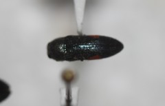 Acmaeodera acanthicola