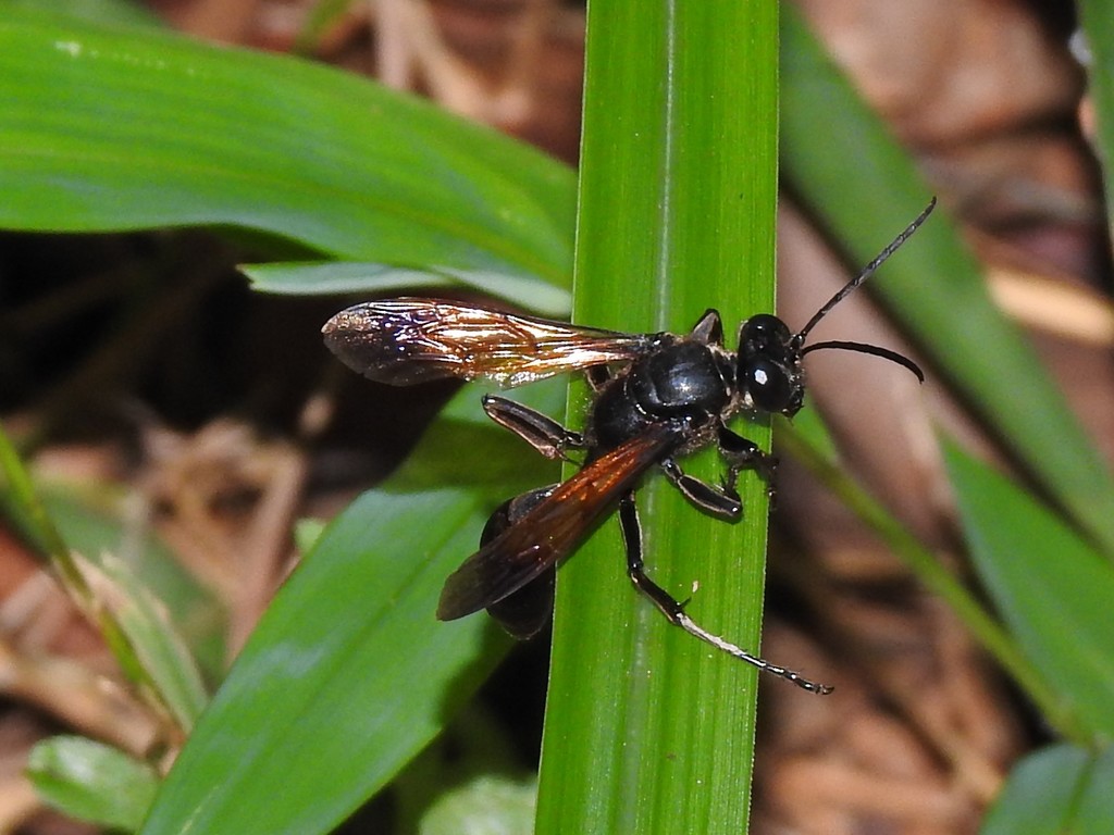 Isodontia aurifrons