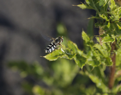 Scaeva pyrastri