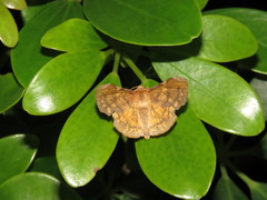 Fascellina chromataria