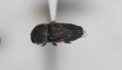 Paratyndaris tucsoni