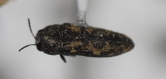 Acmaeodera parkeri