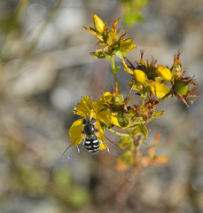Scaeva pyrastri