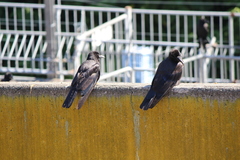 Corvus macrorhynchos