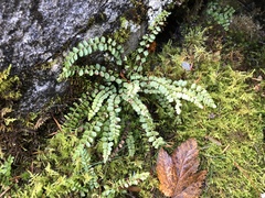 Asplenium adulterinum