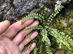 Asplenium adulterinum