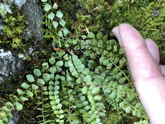 Asplenium adulterinum