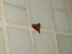 Hemiscopis sanguinea