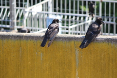 Corvus macrorhynchos