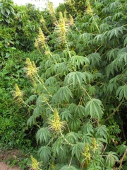 Cleome anomala