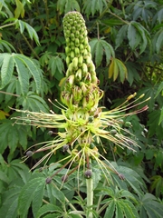 Cleome anomala