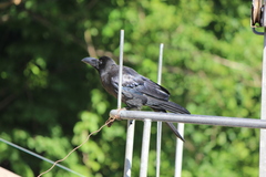 Corvus macrorhynchos