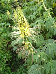 Cleome anomala