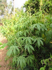 Cleome anomala