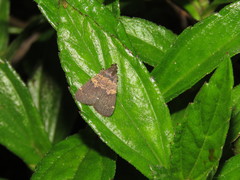 Hydrillodes lentalis