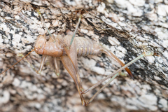 Petropedes santarosae