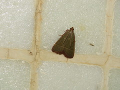 Hypsopygia nonusalis