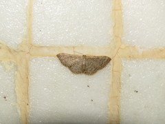 Idaea costiguttata