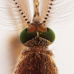 Culex quinquefasciatus