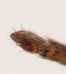 Culex quinquefasciatus